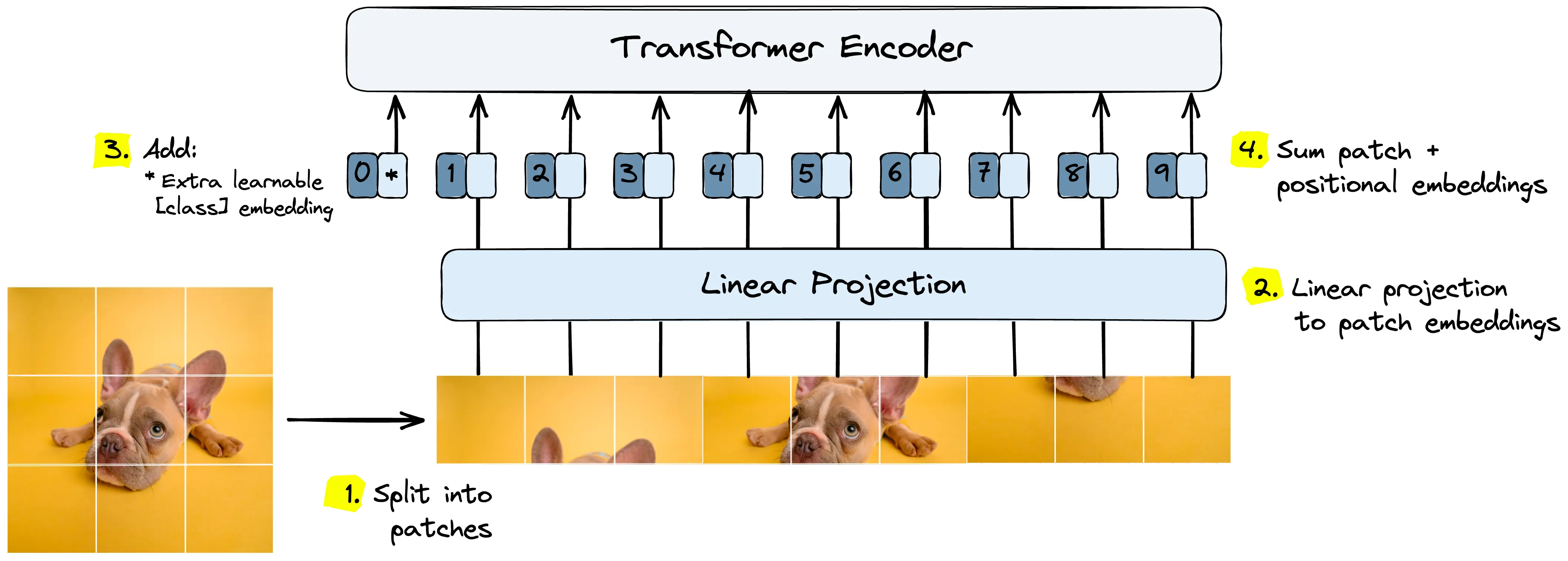 ViT splits images into patches while preserving each patch’s spatial locality information